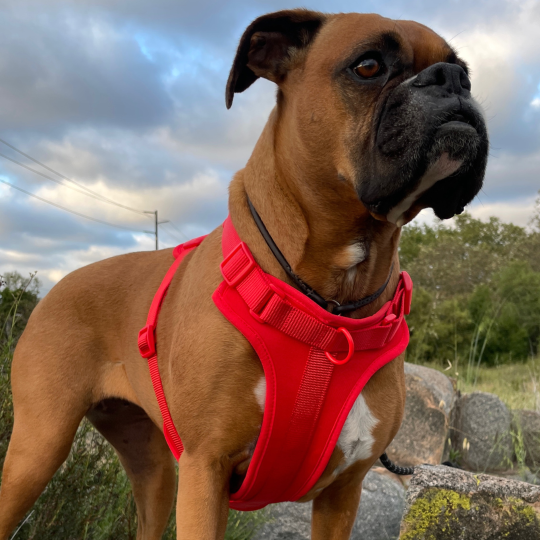 prime K9™ harness